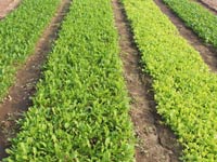 Village-de-légumes-Tra-Que